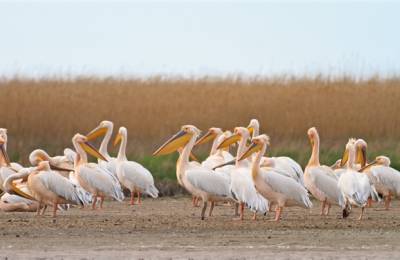 Danube Delta Pelicans
