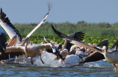 Danube Delta, Romania