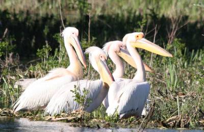 Danube Delta, Romania