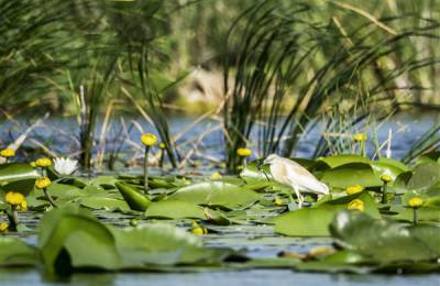 Danube Delta